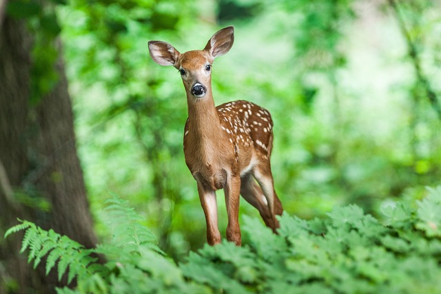 Фото: Wild Pixar/pixabay.com