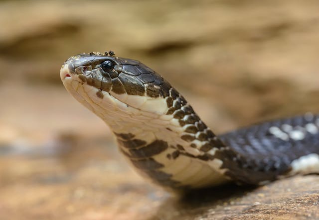 Фото: Petr Ganaj: https://www.pexels.com/ru-ru/photo/7256324/