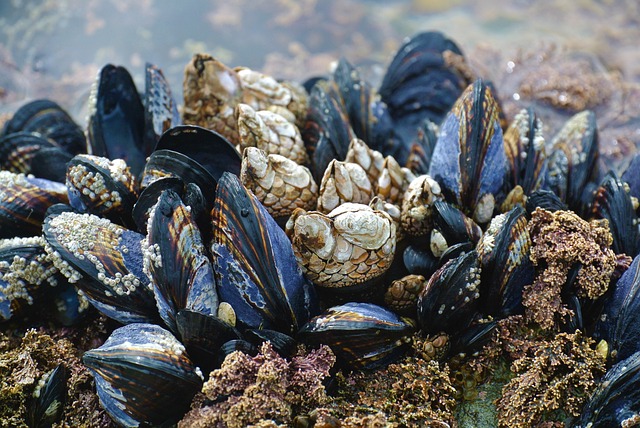 Фото: donieve/pixabay.com