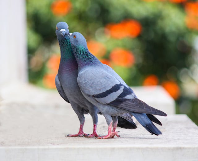 Фото: Ashithosh U: https://www.pexels.com/ru-ru/photo/1406506/