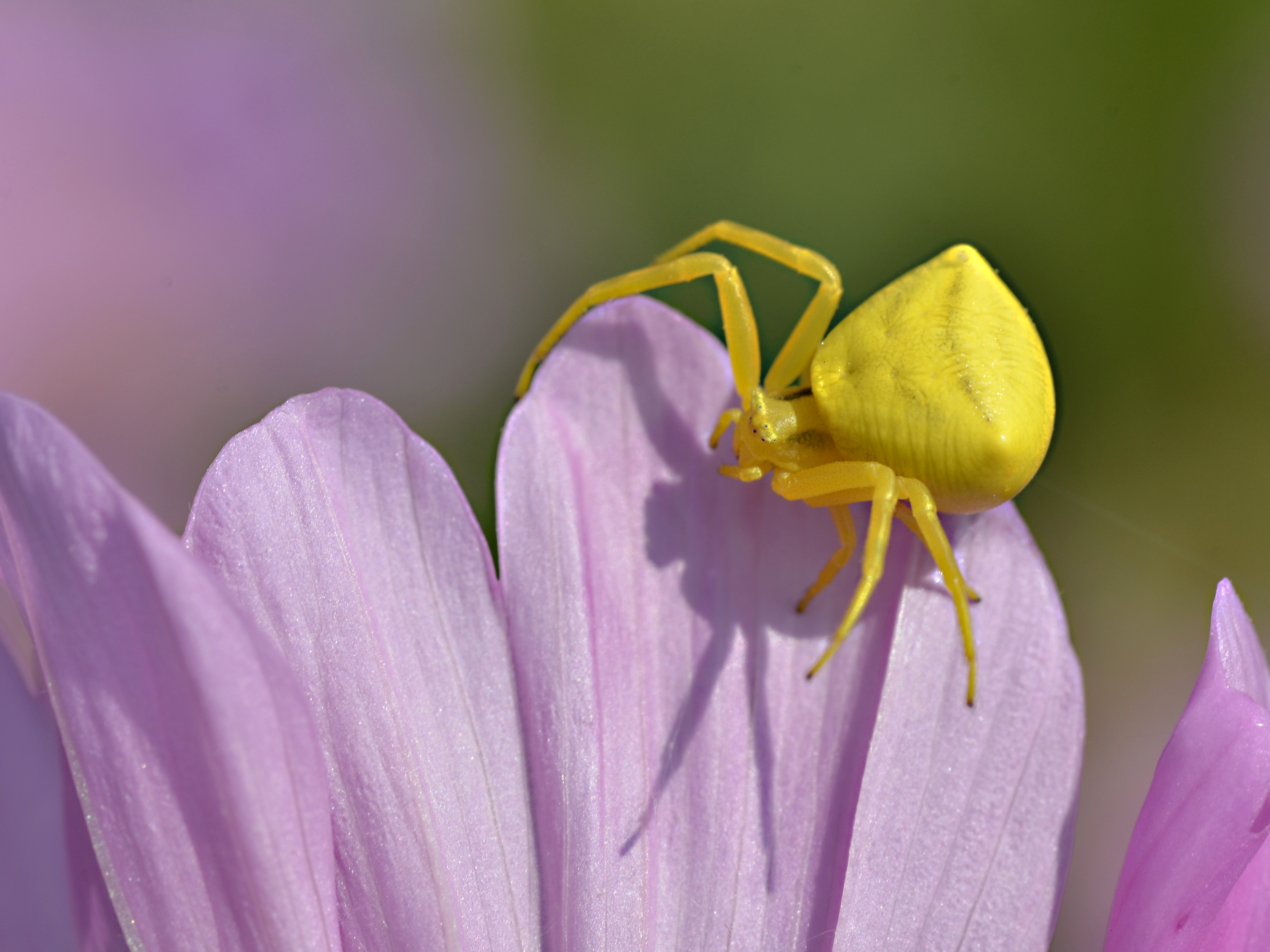 Паук Thomisus onustus