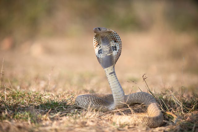 Фото: Anil Sharma: https://www.pexels.com/ru-ru/photo/10509703/