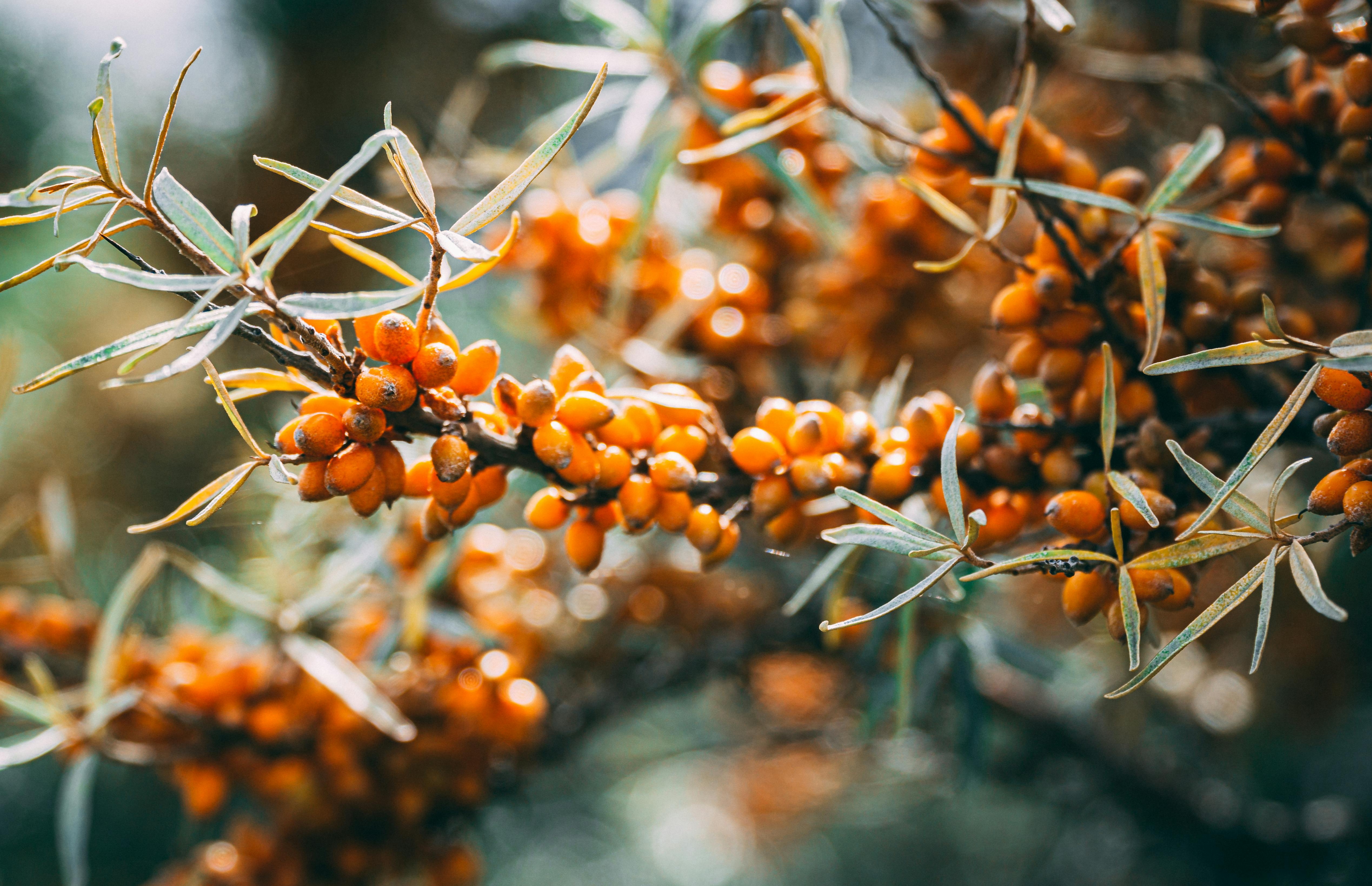 Фото: Philipp Deus: https://www.pexels.com/ru-ru/photo/5312378/
