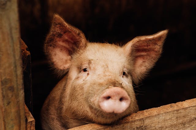 Фото: Bruna Fossile: https://www.pexels.com/ru-ru/photo/27557662/